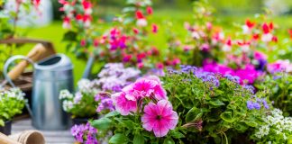 Какие цветы нужно посеять на рассаду в марте?