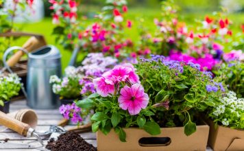 Какие цветы нужно посеять на рассаду в марте?