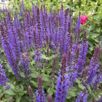 Шалфей дубравный «Карадонна» (Salvia nemorosa 'Caradonna')