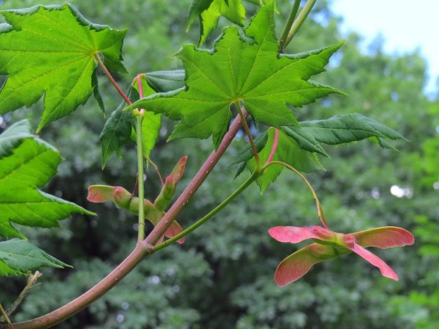 Клён завитой (Acer circinatum) — редкий для садов представитель североамериканской флоры, но по облику легко вписывается в «японскую» эстетику. Более вынослив и растёт быстрее, чем дальневосточные виды, сохраняя ажурность и мягкую графику кроны.
