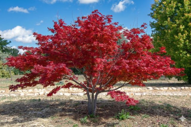 Клён гиннала (Acer ginnala) — быстрый и надёжный вид с ажурной кроной и ярко-красной осенней листвой. Менее изящен по форме листа, но легко создаёт нужный эффект при минимальных требованиях к условиям.
