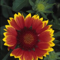 Гайлардия «Кобольд» (Gaillardia 'Kobold')