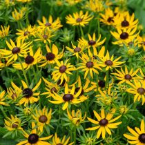 Рудбекия «Литтл Голдстар» (Rudbeckia 'Little Goldstar')