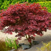 Клён дланевидный (Acer palmatum)