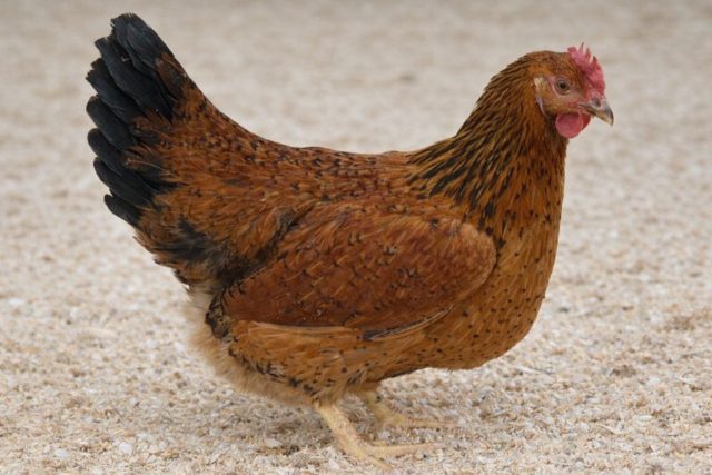 Кучинская юбилейная