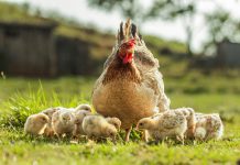 Лучшие породы кур-наседок: какие отлично высиживают цыплят