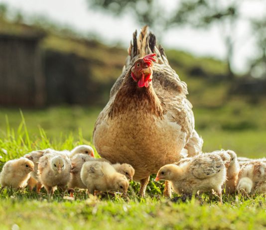 Лучшие породы кур-наседок: какие отлично высиживают цыплят