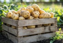 Лучшие сорта раннего картофеля — урожай уже в начале лета