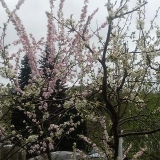 Луизеания привита на сливе в моем саду