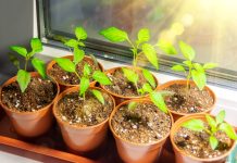 Лунный календарь садовода и огородника на апрель 2026 года Лунный календарь садовода и огородника на апрель 2026 года