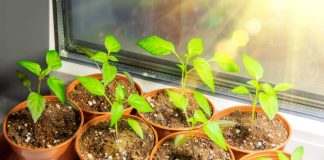 Лунный календарь садовода и огородника на апрель 2026 года Лунный календарь садовода и огородника на апрель 2026 года