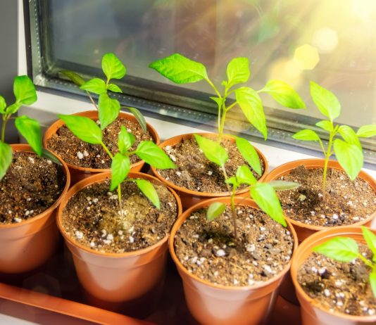 Лунный календарь садовода и огородника на апрель 2026 года - Сад и огород Лунный календарь садовода и огородника на апрель 2026 года