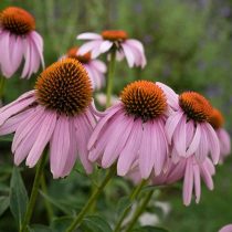 Эхинацея «Магнус» (Echinacea 'Magnus')