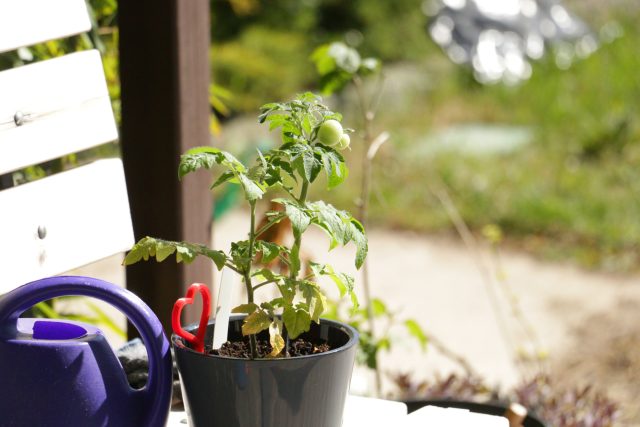 Первый помидорчик микрона созрел к середине мая — крошечный, но неожиданно вкусный. Правда, на этом энтузиазм закончился: новых кистей почти не дал, а на улице быстро сдал позиции. Первый помидорчик микрона созрел к середине мая — крошечный, но неожиданно вкусный. Правда, на этом энтузиазм закончился: новых кистей почти не дал, а на улице быстро сдал позиции.