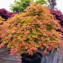 «Мунрайз» (Acer shirasawanum ‘Moonrise’)