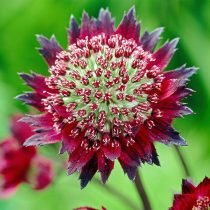 Астранция «Мулен Руж» (Astrantia 'Moulin Rouge')