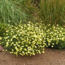 Кореопсис «Мунбим» (Coreopsis 'Moonbeam')