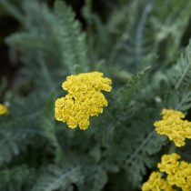 Тысячелистник «Мунчайн» (Achillea 'Moonshine')