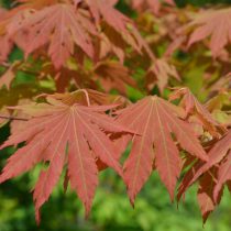 «Норс Винд» (Acer pseudosieboldianum ‘North Wind’)