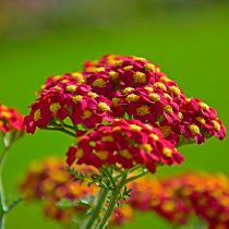 Тысячелистник «Паприка» (Achillea 'Paprika')