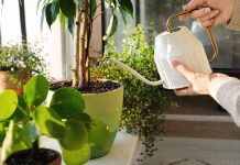 Парадокс заботливого цветовода: почему растения «грустят», когда всё сделано по науке? Парадокс заботливого цветовода: почему растения «грустят», когда всё сделано по науке?