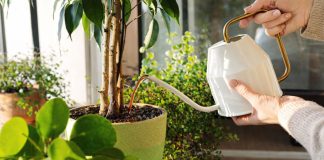 Парадокс заботливого цветовода: почему растения «грустят», когда всё сделано по науке?