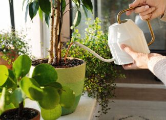 Парадокс заботливого цветовода: почему растения «грустят», когда всё сделано по науке?