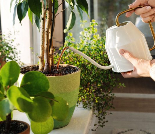 Парадокс заботливого цветовода: почему растения «грустят», когда всё сделано по науке?