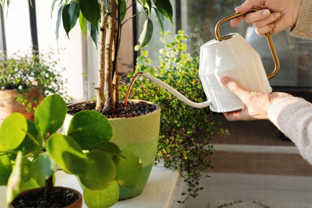 Парадокс заботливого цветовода: почему растения «грустят», когда всё сделано по науке?