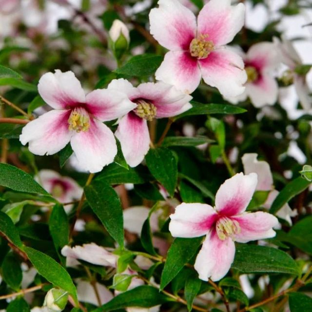 Чубушник «Петит Парфюм Пинк» (Philadelphus ‘Petite Perfume Pink’)
