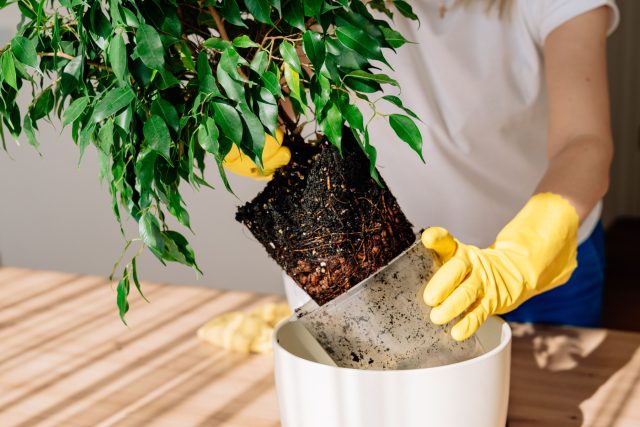 Пересадка фикуса Бенджамина требует аккуратности: лучше перевалка без разрушения кома, минимальное травмирование корней и правильный субстрат. После процедуры растению важно дать время на адаптацию без подкормок.