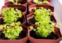 Почему не всходит лобелия и как вырастить крепкую рассаду без потерь Почему не всходит лобелия и как вырастить крепкую рассаду без потерь