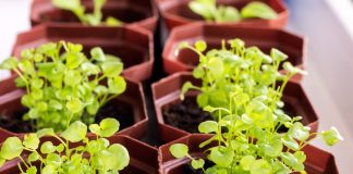 Почему не всходит лобелия и как вырастить крепкую рассаду без потерь