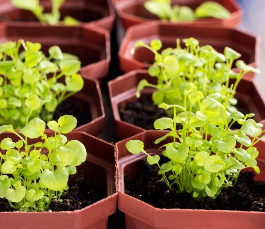 Почему не всходит лобелия и как вырастить крепкую рассаду без потерь - Цветник и ландшафт Почему не всходит лобелия и как вырастить крепкую рассаду без потерь