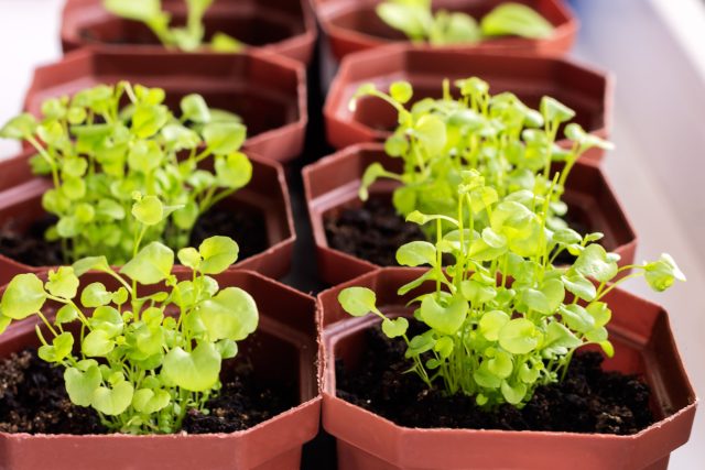 Почему не всходит лобелия и как вырастить крепкую рассаду без потерь