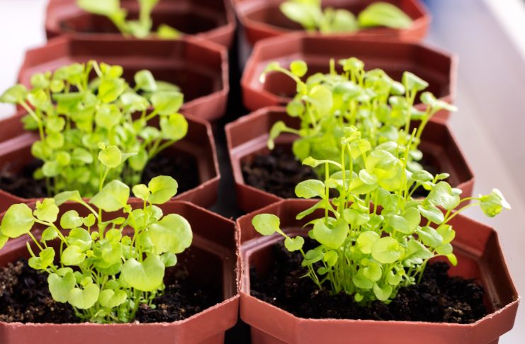 Почему не всходит лобелия и как вырастить крепкую рассаду без потерь