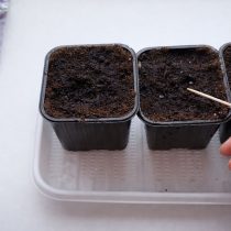 Микроскопические семена удобно переносить на поверхность влажной зубочисткой. Такой способ позволяет контролировать расстояние между ними и избежать загущения, из-за которого сеянцы вытягиваются и чаще болеют.