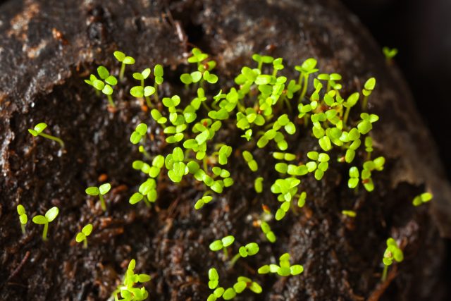 Первые ростки выглядят как крошечные зелёные точки. С этого момента растениям требуется максимум света и ежедневное проветривание, иначе они быстро вытянутся.