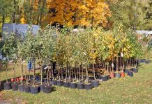 Покупка саженцев плодовых: что важно знать, чтобы не разочароваться