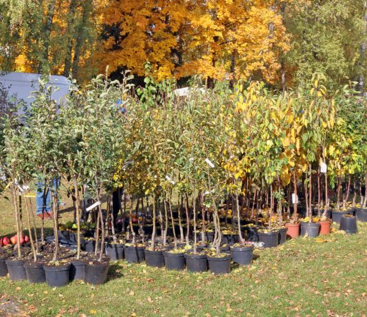Покупка саженцев плодовых: что важно знать, чтобы не разочароваться - Сад и огород Покупка саженцев плодовых: что важно знать, чтобы не разочароваться