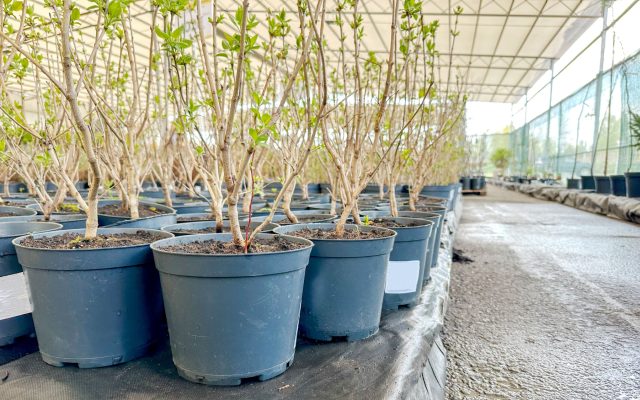 Покупка саженцев через интернет открывает огромный выбор сортов, но ориентироваться приходится в основном по фотографиям и описаниям. Красивые картинки легко вводят в заблуждение, поэтому перед заказом важно проверить продавца и изучить реальные отзывы.