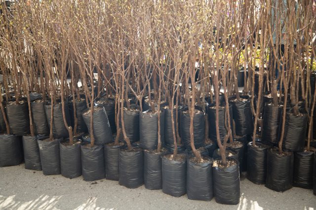 Садовые центры выглядят надёжнее рынков, однако и здесь возможны проблемы: пересушенные корни, пересорт или неизвестное происхождение растений. Перед покупкой стоит внимательно осмотреть саженец и проверить наличие бирки с сортом.