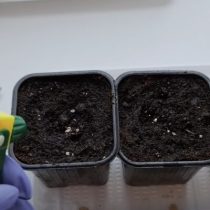 Перед посевом грунт выравнивают и равномерно увлажняют из пульверизатора. Почва должна быть влажной по всей толщине, но без луж. Переувлажнение так же опасно, как пересыхание: семена лобелии чувствительны к любым крайностям.