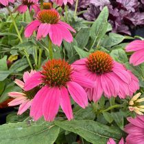 Эхинацея «ПауВау Уайлд Берри» (Echinacea 'PowWow Wild Berry')