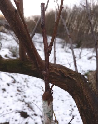 Прививка в боковую ветку на сливо-алыче