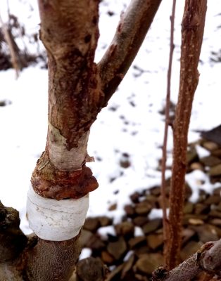 Прививка в центральный проводник