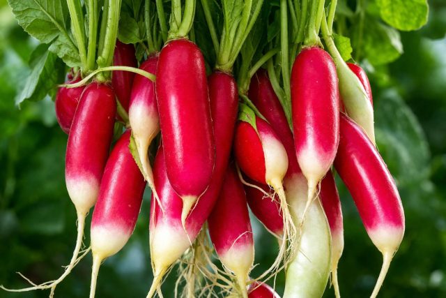 Ультраранний редис «18 дней» даёт первый урожай уже через три недели: аккуратные красные корнеплоды с белой мякотью и лёгкой остротой. При стабильной влажности остаётся плотным, без пустот, идеален для самого раннего старта сезона.