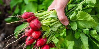 Редис без пустот и дряблости — лучшие сорта для раннего посева