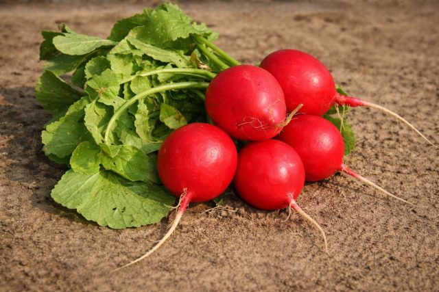 Крупный редис «Дабел F1» отличается глянцевыми корнеплодами и максимально плотной мякотью, которая не становится ватной даже при задержке с уборкой. Отличный выбор, если важны размер, товарный вид и хруст.