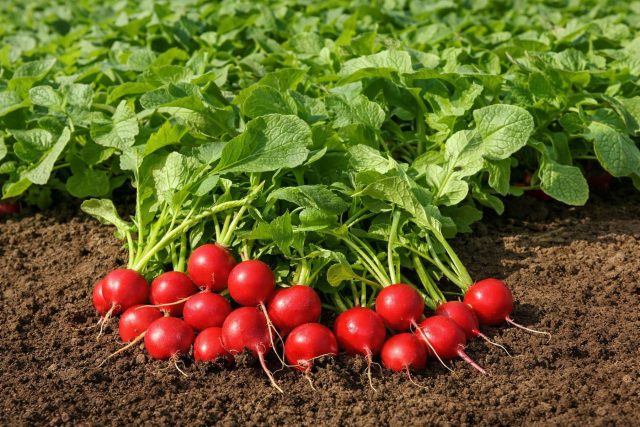 Холодостойкий редис «Рудольф F1» уверенно стартует при низких температурах и выдерживает заморозки. Даже при медленном росте сохраняет плотную структуру без пустот, идеально подходит для самых ранних посевов.